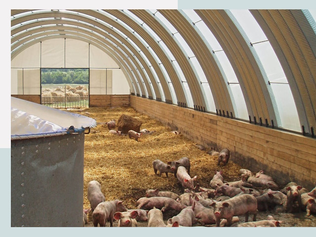 Строительство свинарников в Кизляре